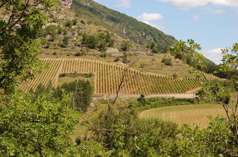la vignes dans les gorges du Tarn