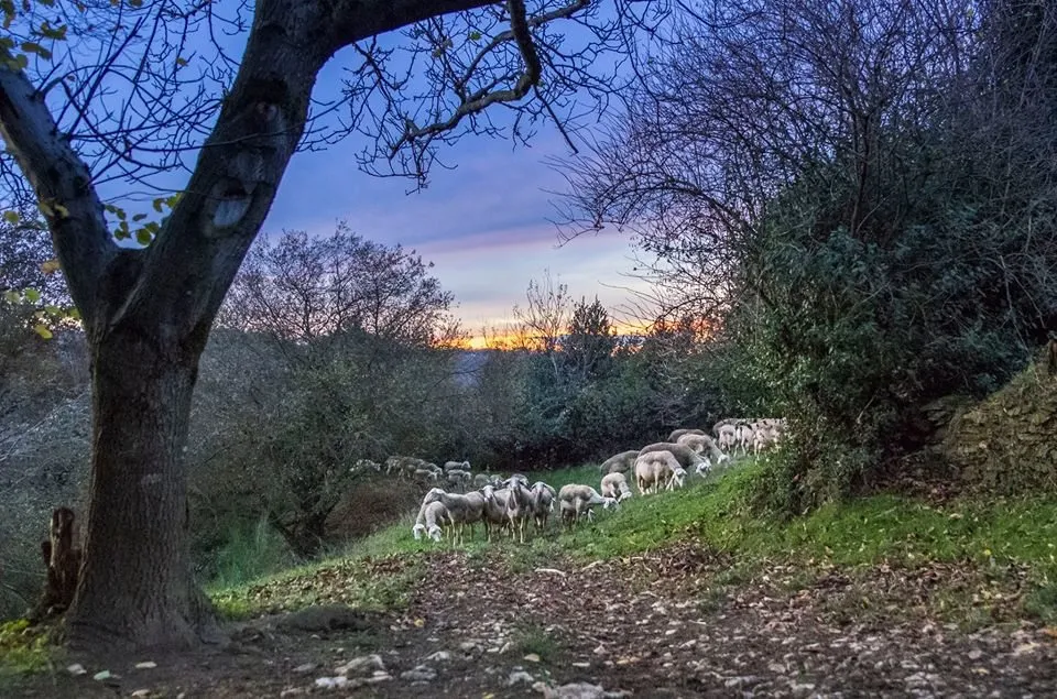 "Bêle et Bio" - Emmanuel VALAYE Produits laitiers de brebis