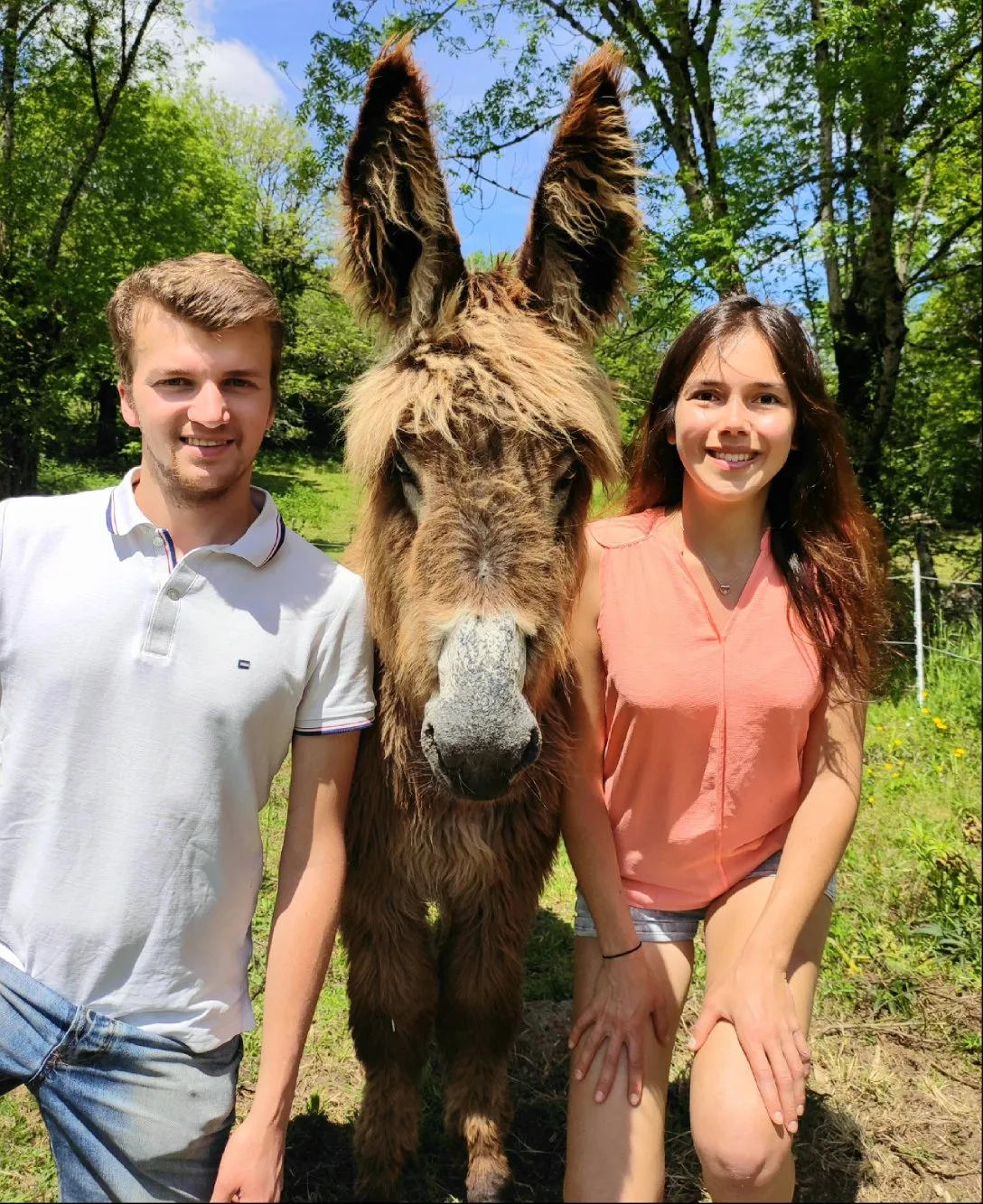 Les ânesses du Carladès