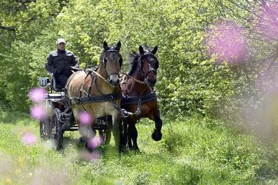 Ecole d'attelage de l'Aubrac- Week-end découverte de l'attelage