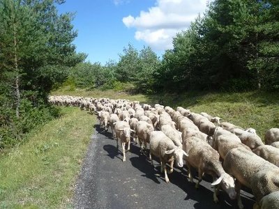 GAEC des Traversiers, fromages fermiers de brebis (La Couvertoirade)