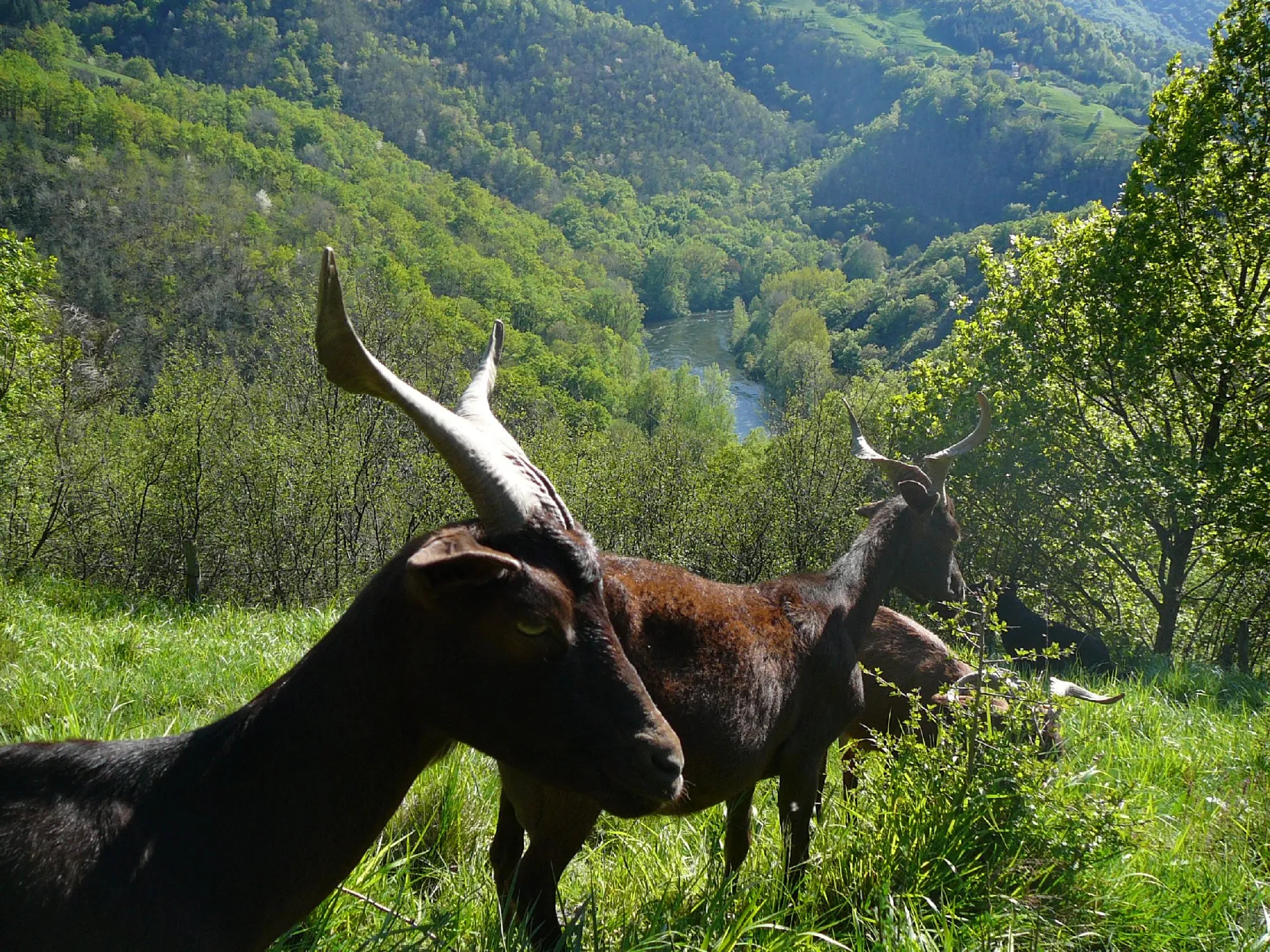 Fromages de chèvres du Rove et de brebis corses