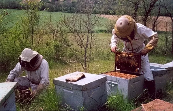 Le Miel de Manon Dalac