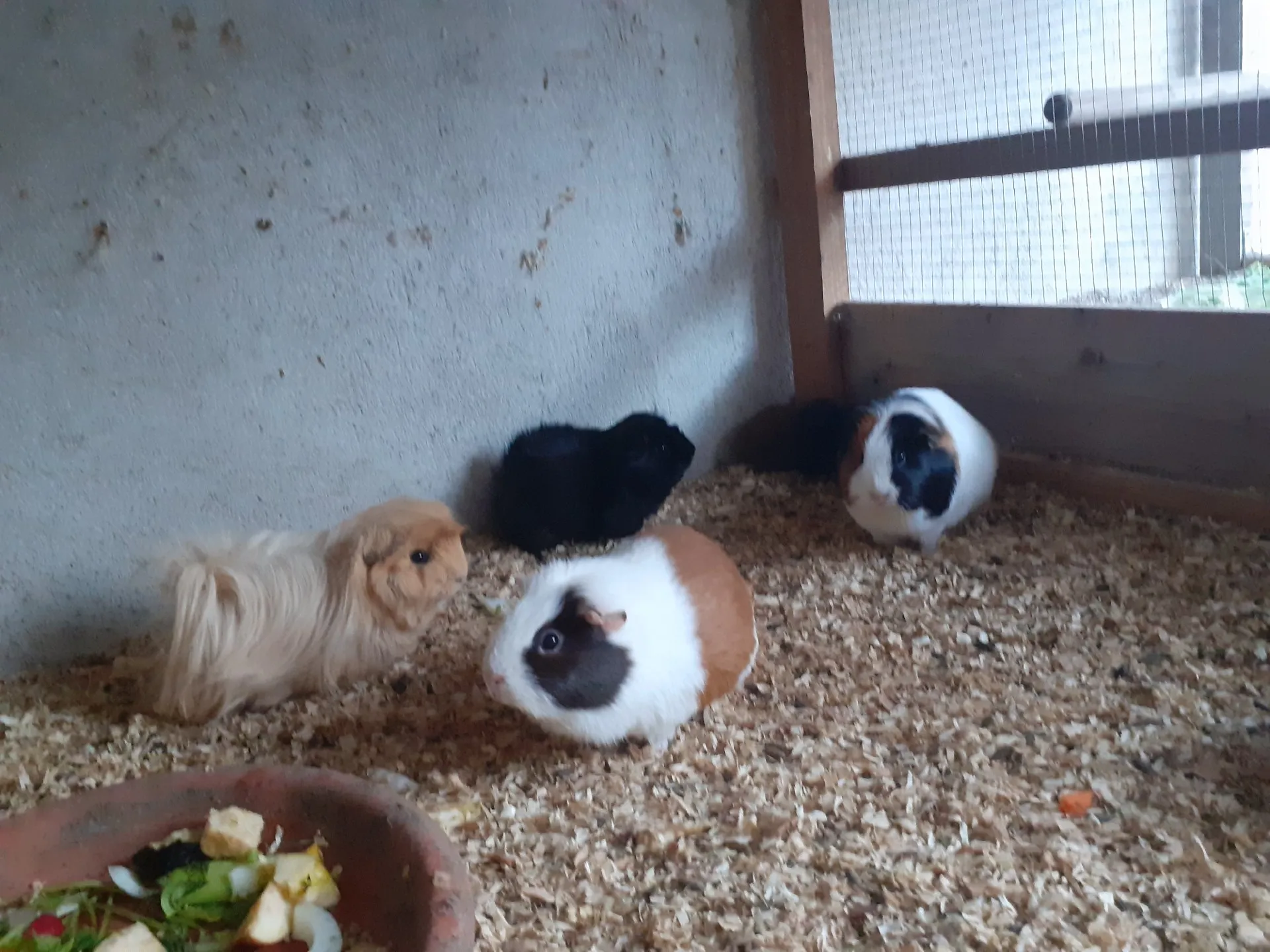 Mini ferme découverte de La Salette