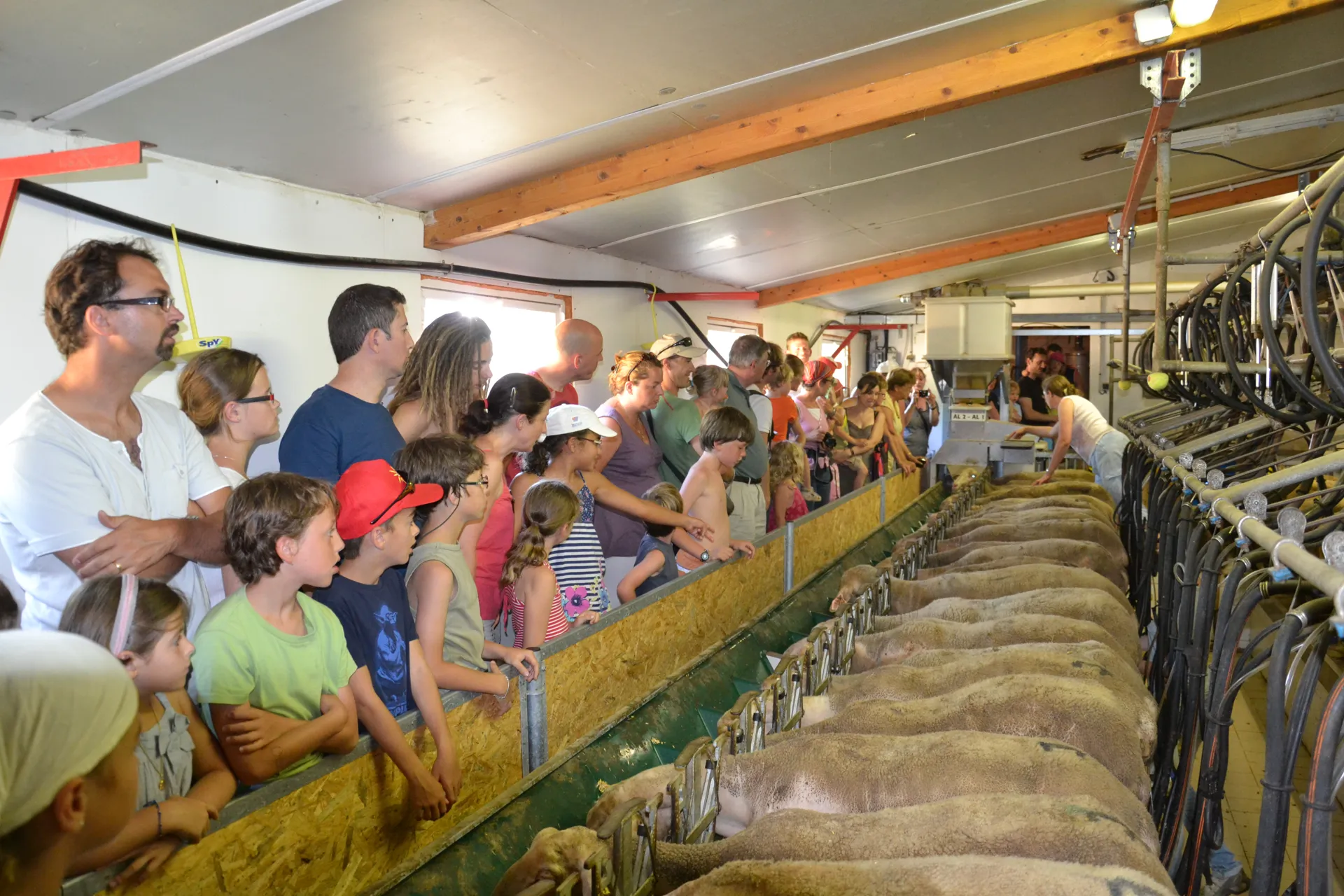 Visite conviviale au plus près de nos brebis !