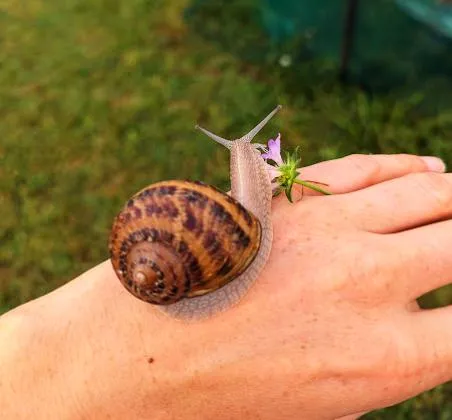 Gros-gris, élevé dans nos parcs :)
