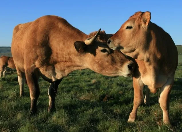 La Ferme des Clauzels