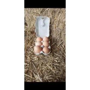 Volailles et oeufs du Lévezou