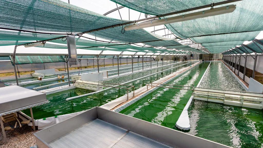 EARL Spiruline des Grands Causses