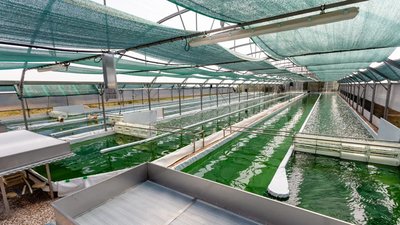 EARL Spiruline des Grands Causses