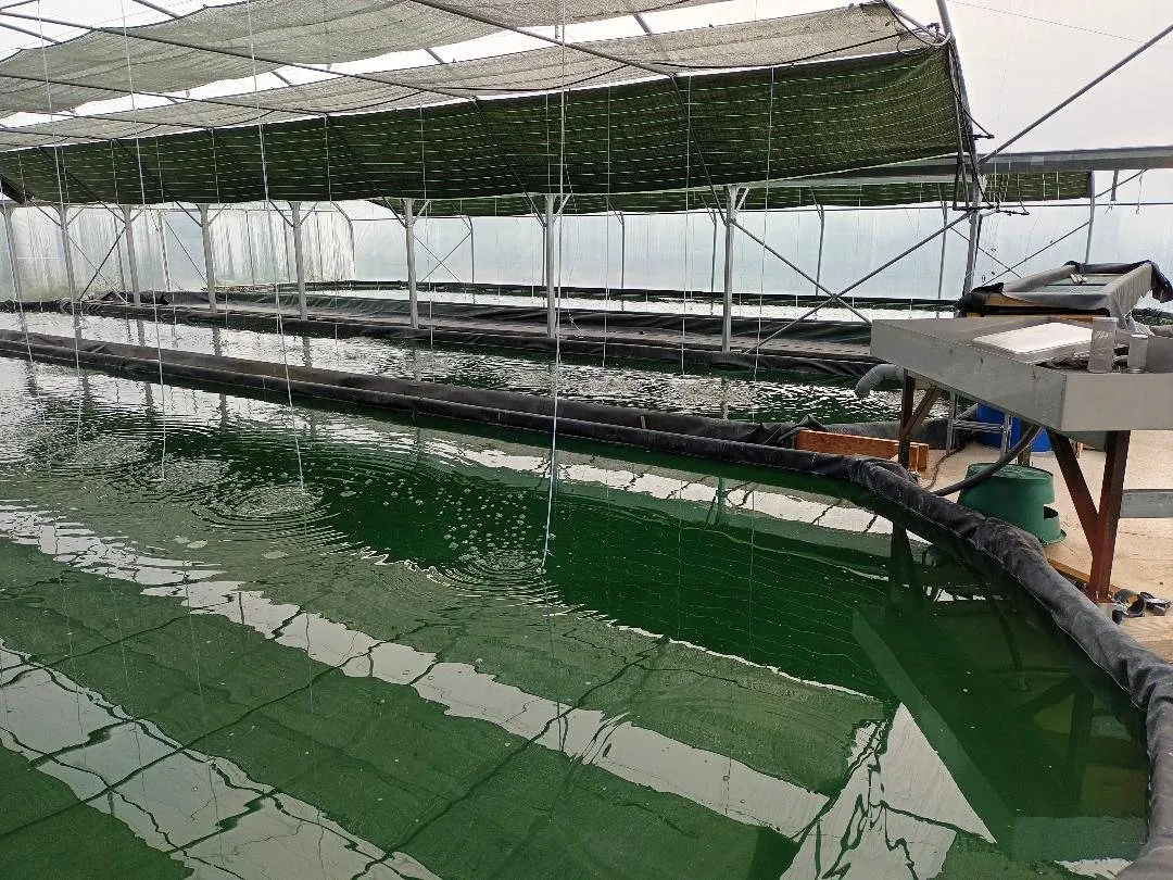 La spiruline du Mas de Fraysse