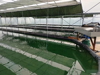 La spiruline du Mas de Fraysse