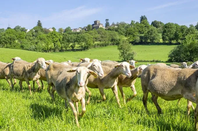 Visite de ferme - GAEC de la Carayrade à Buzeins