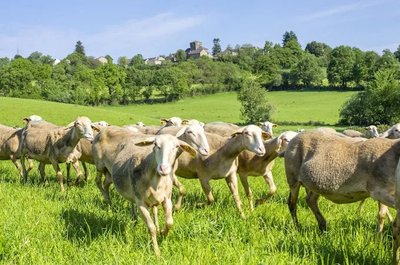 Visite de ferme - GAEC de la Carayrade à Buzeins