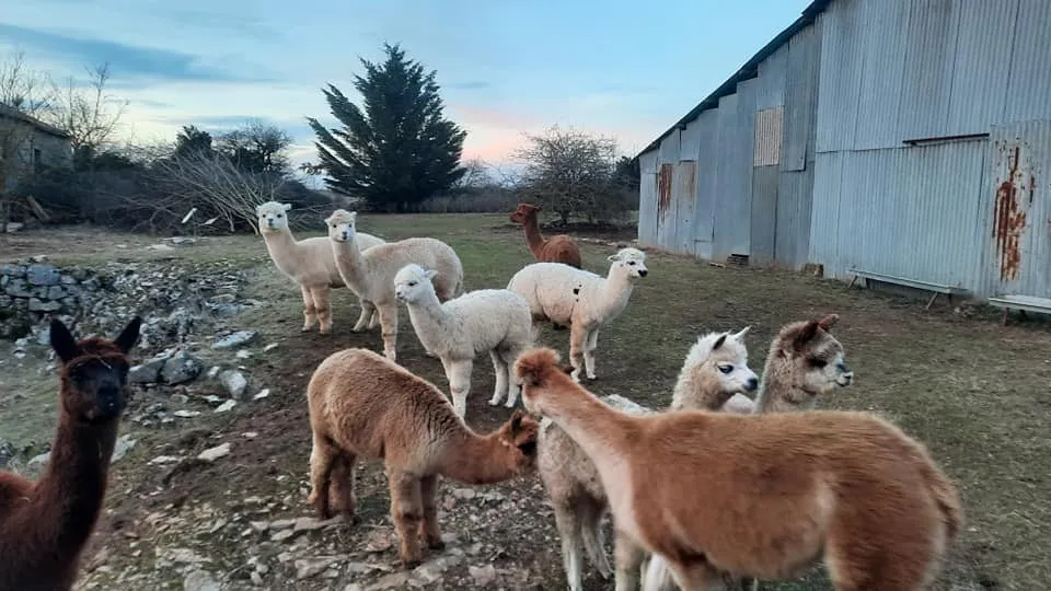 Les Alpagas filent sur le Larzac