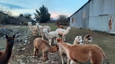Les Alpagas filent sur le Larzac