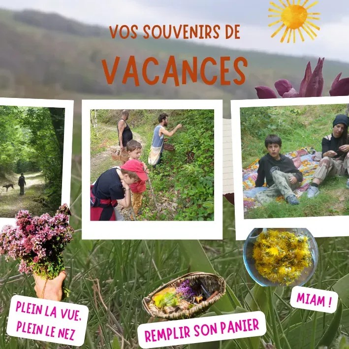 Balades de découverte des plantes sauvages comestibles