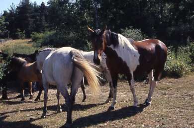 chevaux-centre équestre val d'oc-margeride-cantal-auvergne