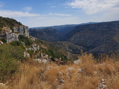 thumbnail_vautour fauve+causses_volet 1 ou 5_CPIE