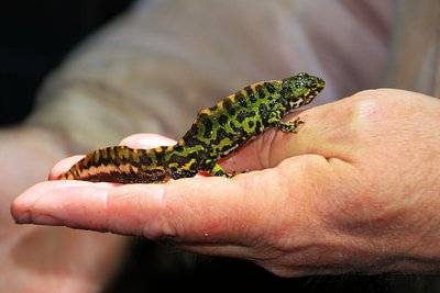 Animation Fréquence Grenouille association-KERMIT