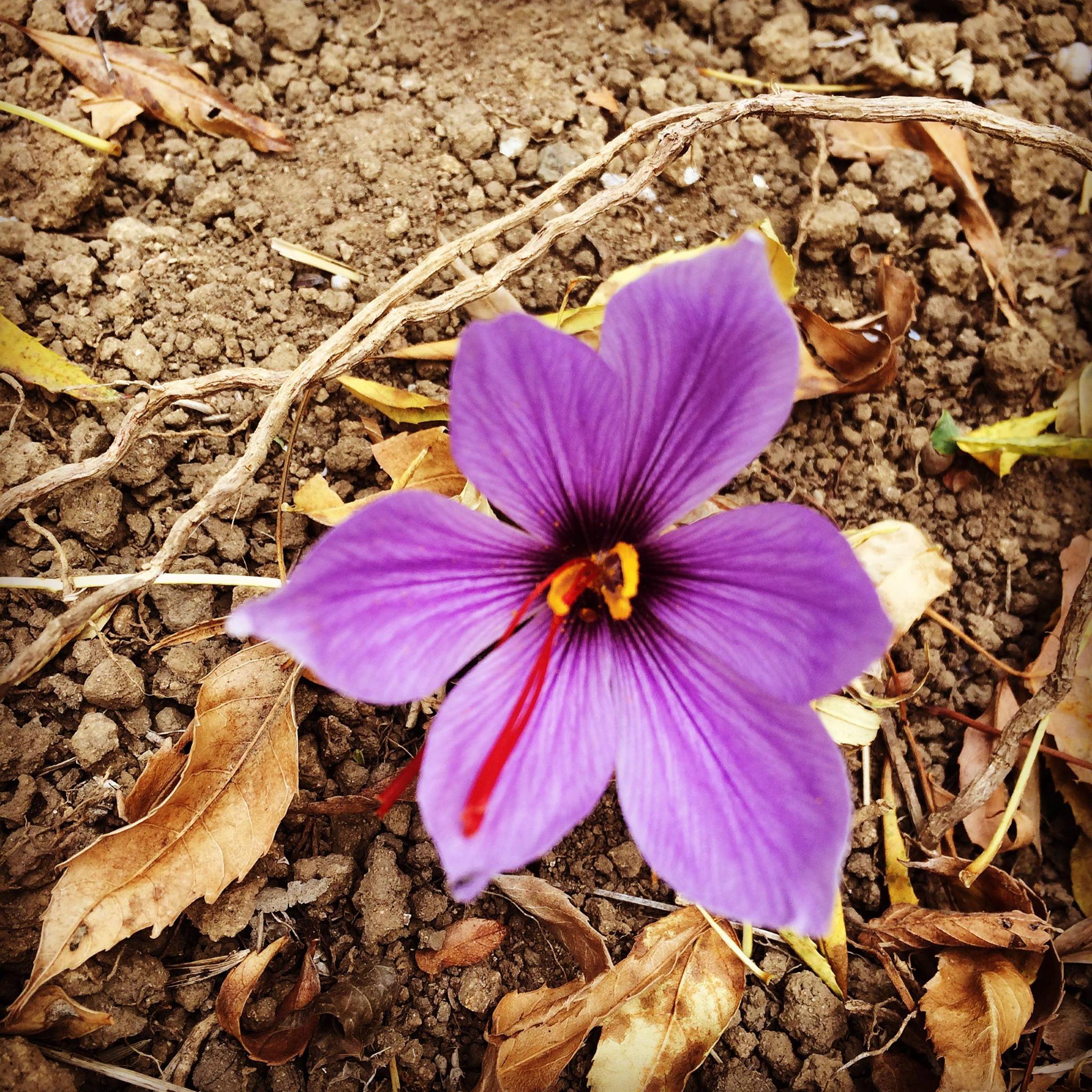 deg-safran-du-causse