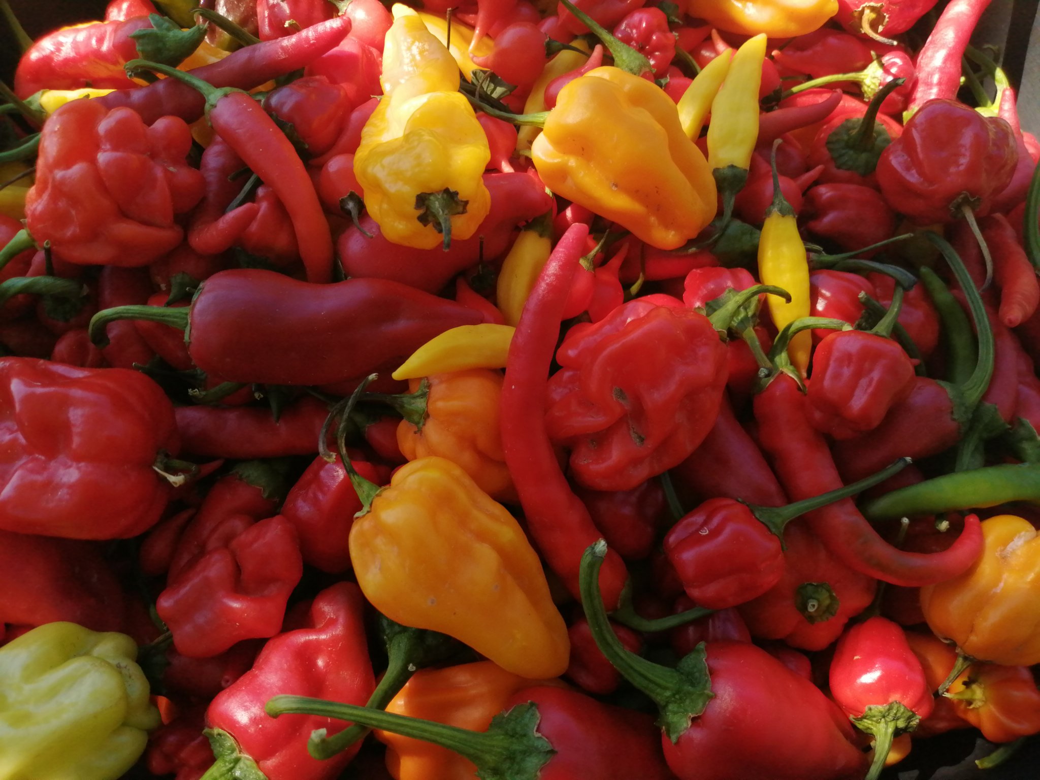 les piments du bout du monde