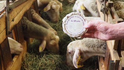 Vigne_Main_fromage_brebis