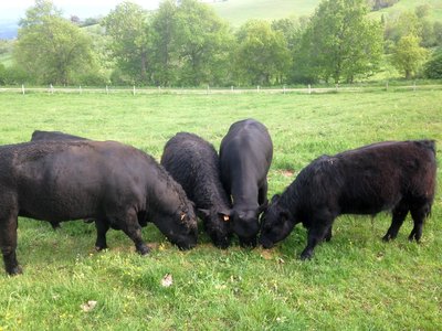 Elevage des Hautes Sources