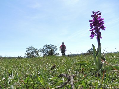 Les pelouses sèches à orchidées