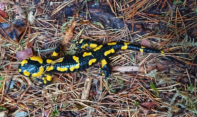 Une salamandre sur le chemin du Durzon