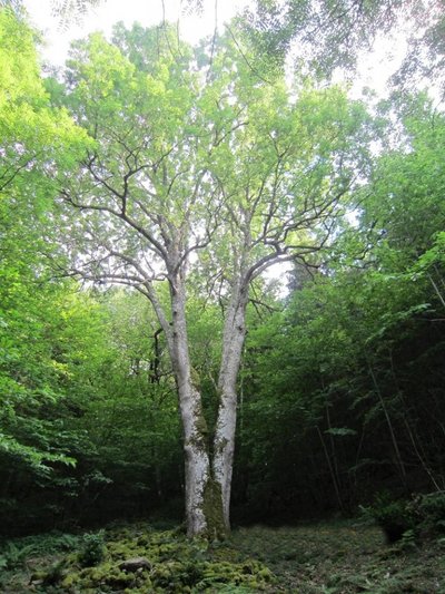 Grand frêne de Picastelle