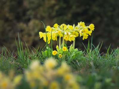 Primevère officinale