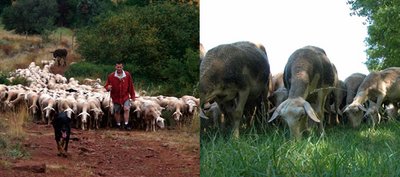 Troupeau de brebis des Vignots à Briols