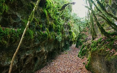 L'entrée de la première canole...