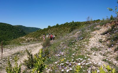 Le guilhaumard au printemps