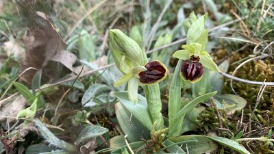 Ophrys de la passion