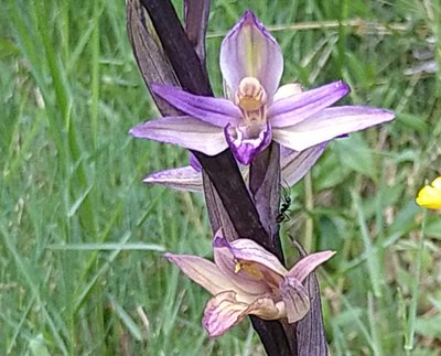 Limodore à feuilles avortées