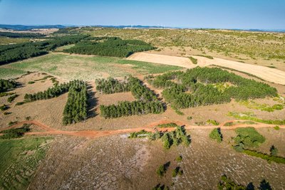 Les arbres de la liberté sur le Larzac