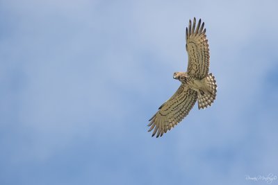 Circaète en plein vol