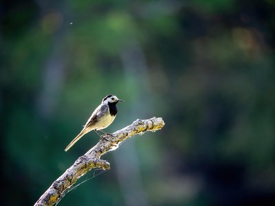 La Bergeronnette grise