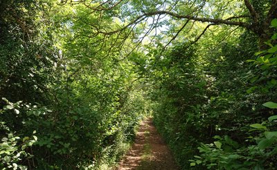 Une buissière sur le Larzac