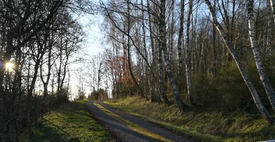 La forêt de Bouleaux blancs