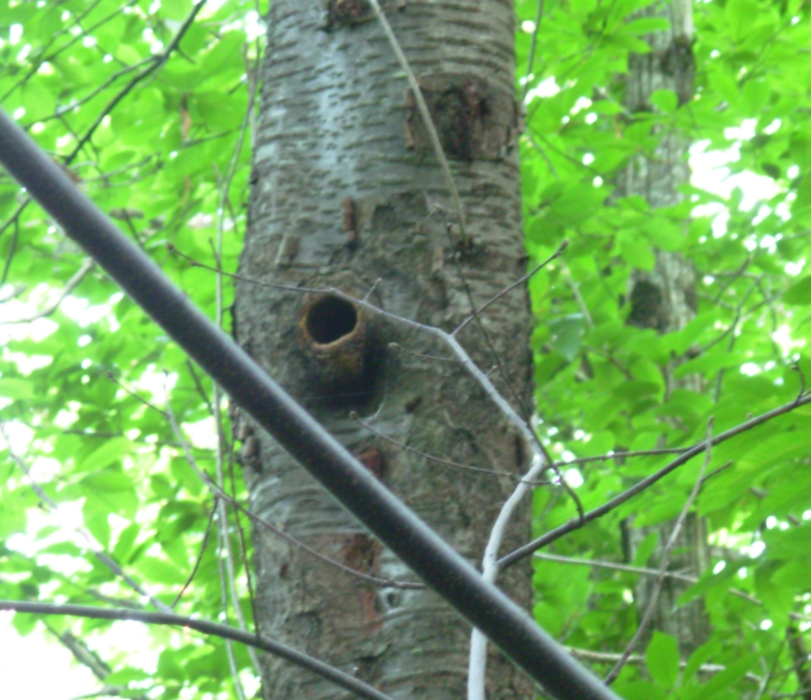 Sentier des Pics Verts