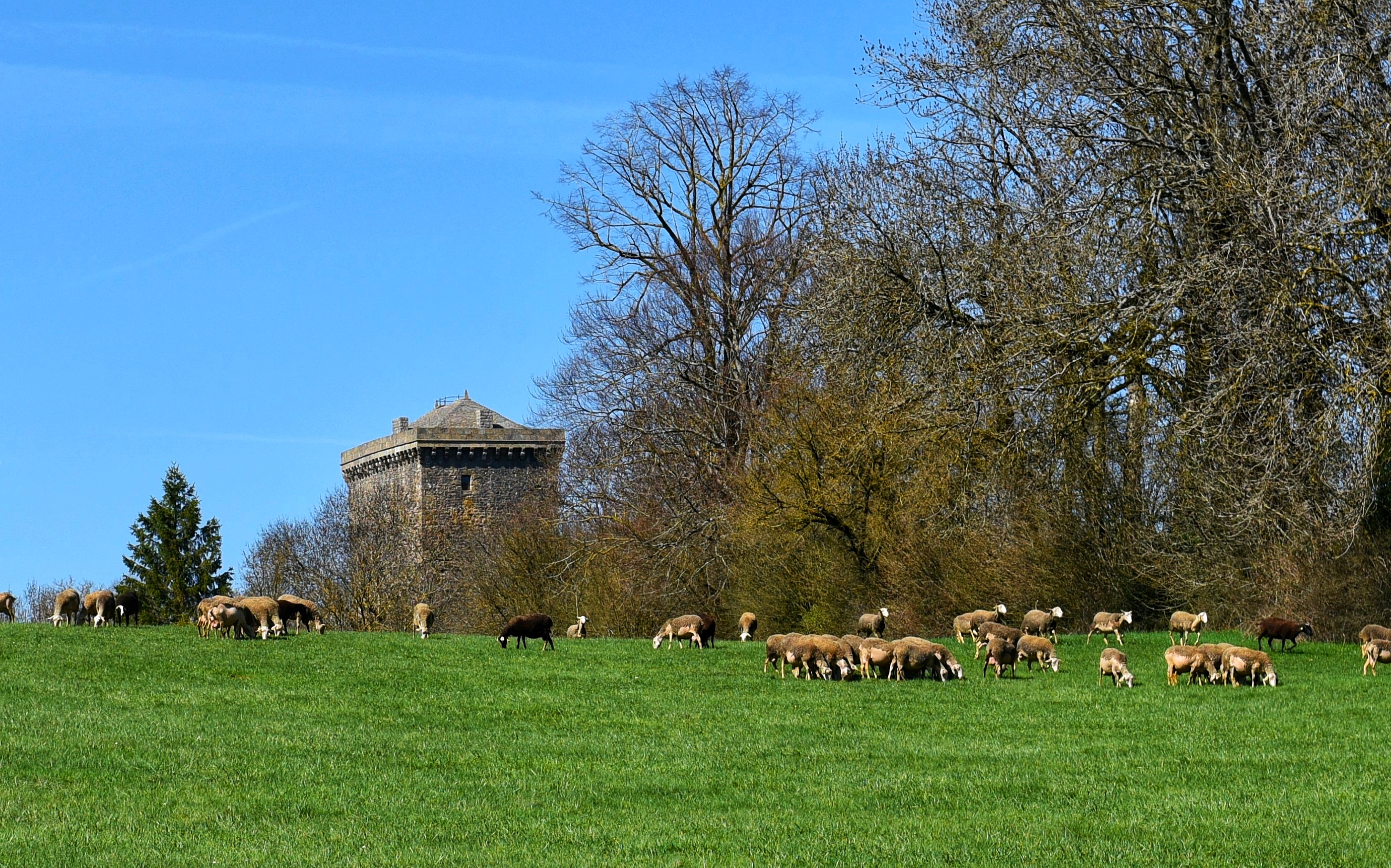 Les brebis et la Tour du Viala du Pas de Jaux