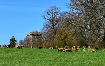 Les brebis et la Tour du Viala du Pas de Jaux