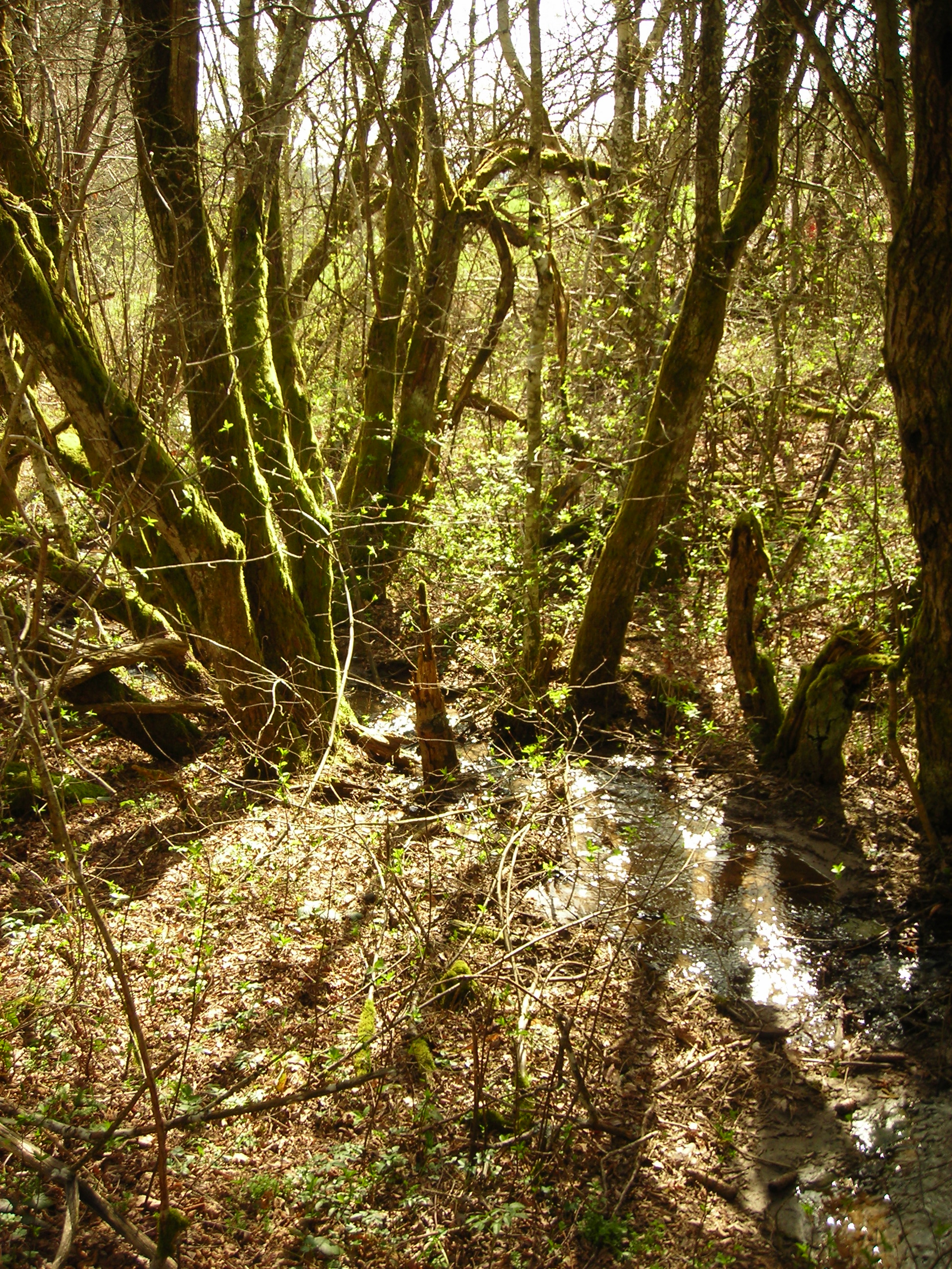 les bois qui abritent les sources du Viaur