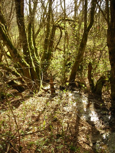 les bois qui abritent les sources du Viaur