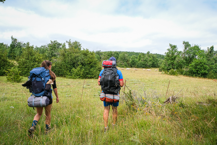 Les brebis, reines du Causses du Larzac