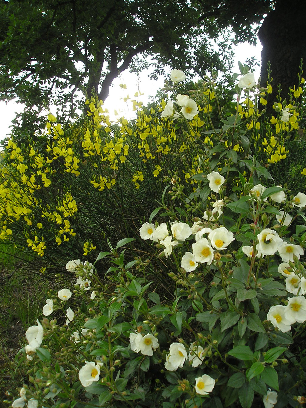 Genêts et Cistes par Vic