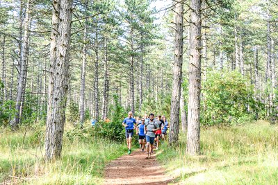 En forêt du Causse Noir